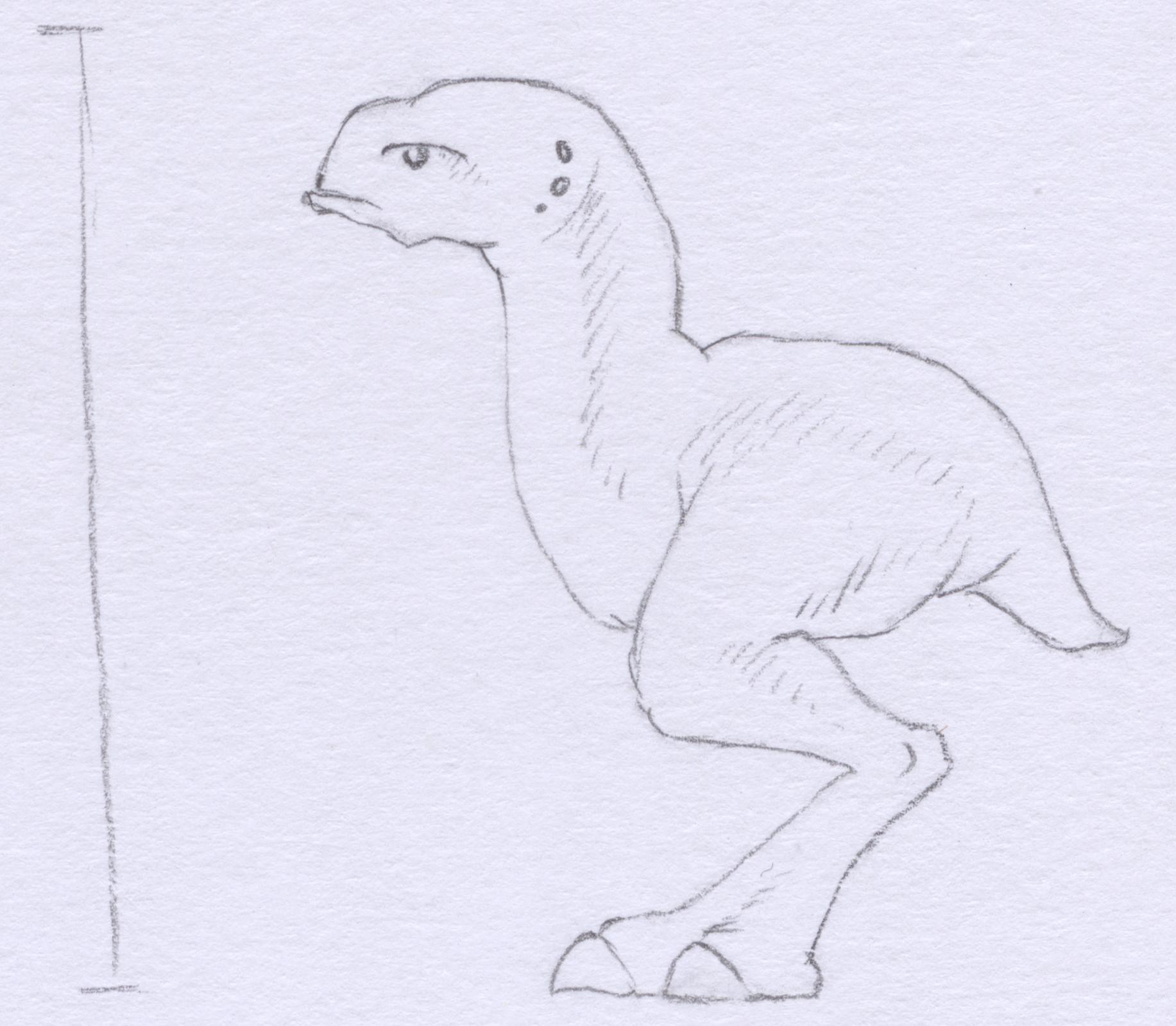 A Denuk