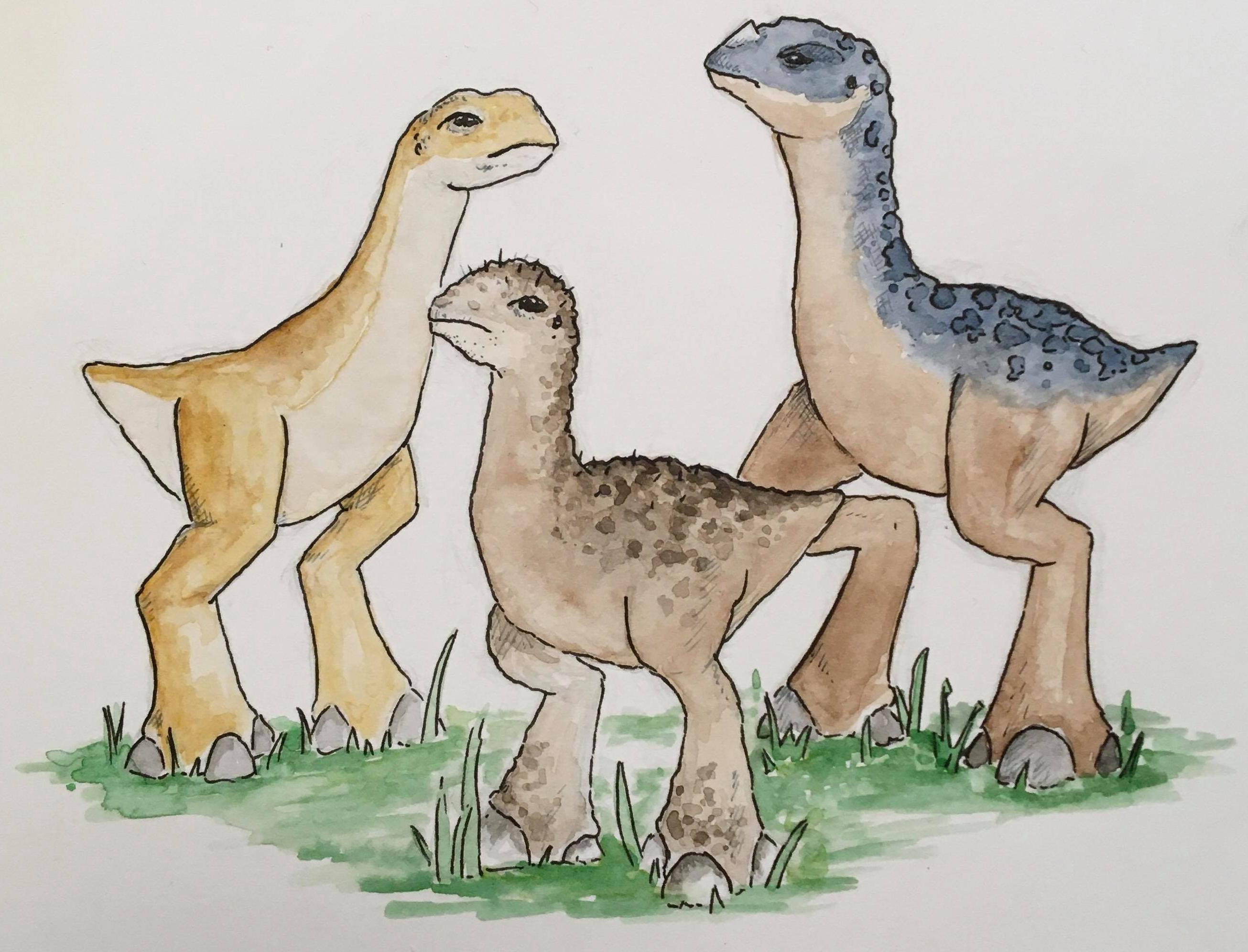 From left to right: Enuk, Enuk Vulgaris, Enuk Nobilis From left to right: Enuk, Enuk Vulgaris, Enuk Nobilis